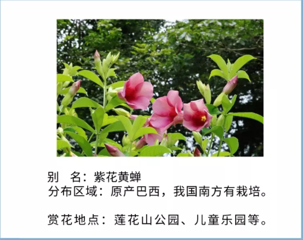 【七月花历】花繁叶茂的仲夏，美好正在发生......