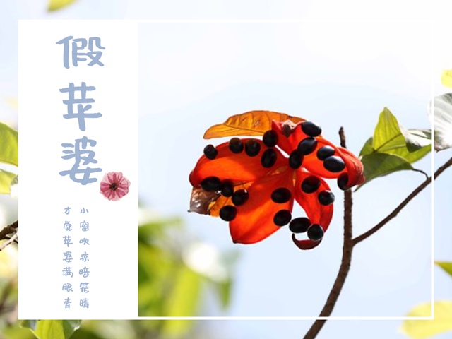 【七月花历】花繁叶茂的仲夏，美好正在发生......