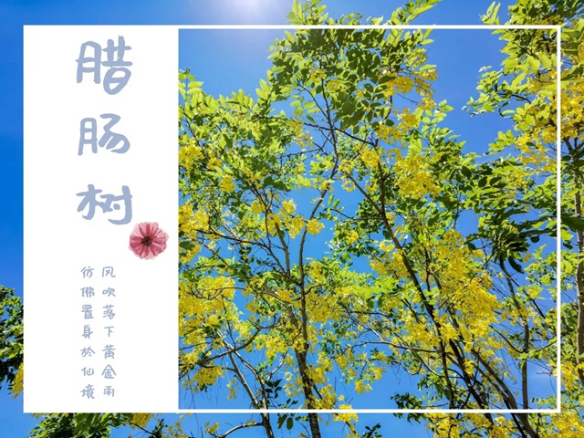 【七月花历】花繁叶茂的仲夏，美好正在发生......