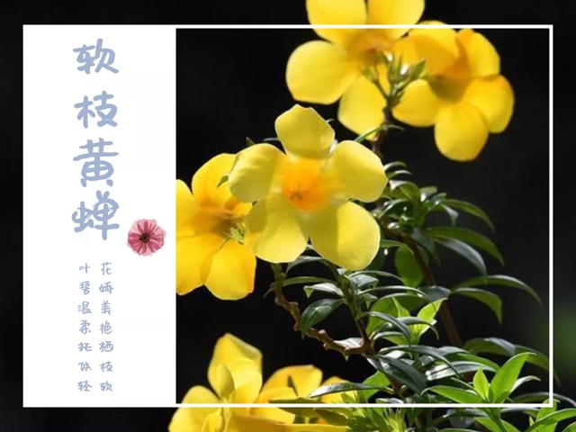 【七月花历】花繁叶茂的仲夏，美好正在发生......