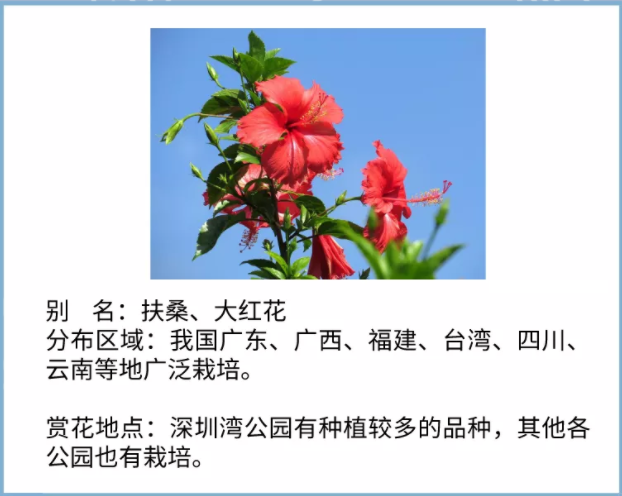 【七月花历】花繁叶茂的仲夏，美好正在发生......