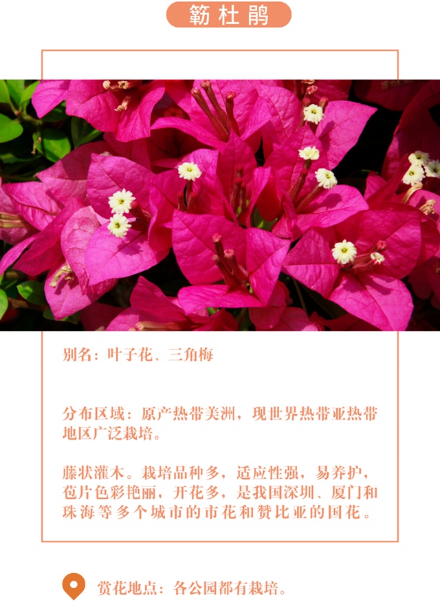 【深圳十一月花历】金秋花开馥郁香，蜂飞蝶舞人陶醉~