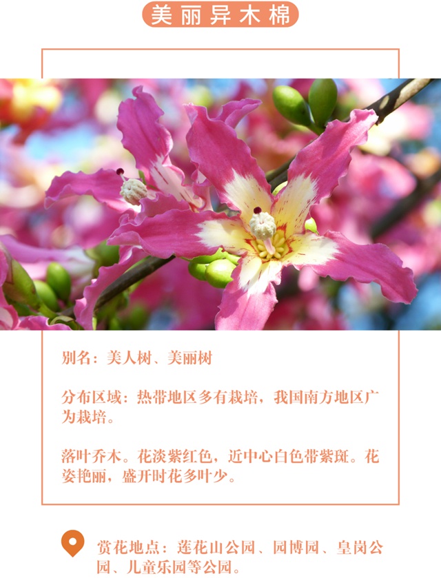 【深圳十一月花历】金秋花开馥郁香，蜂飞蝶舞人陶醉~