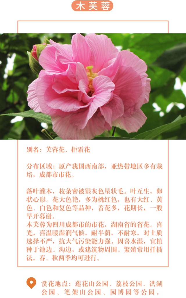 【深圳十一月花历】金秋花开馥郁香，蜂飞蝶舞人陶醉~