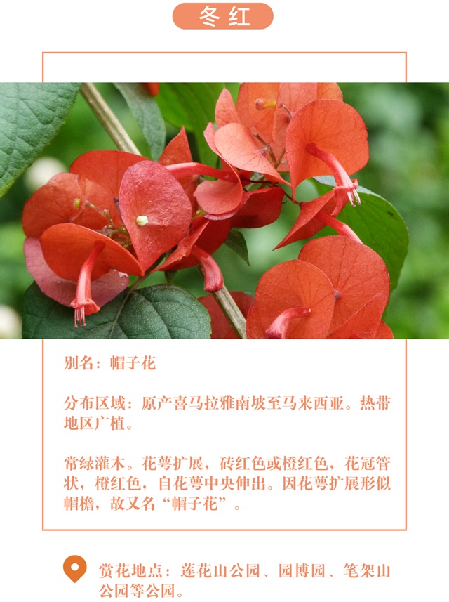 【深圳十一月花历】金秋花开馥郁香，蜂飞蝶舞人陶醉~