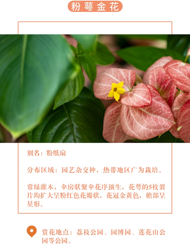 【深圳十一月花历】金秋花开馥郁香，蜂飞蝶舞人陶醉~