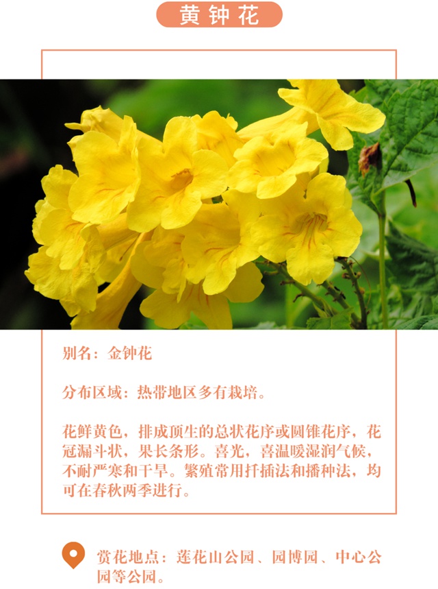 【深圳十一月花历】金秋花开馥郁香，蜂飞蝶舞人陶醉~