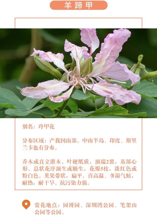 【深圳十一月花历】金秋花开馥郁香，蜂飞蝶舞人陶醉~