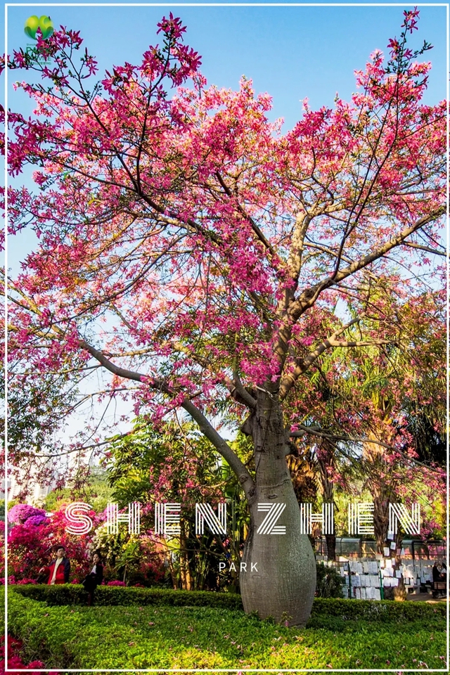 【深圳十一月花历】金秋花开馥郁香，蜂飞蝶舞人陶醉~