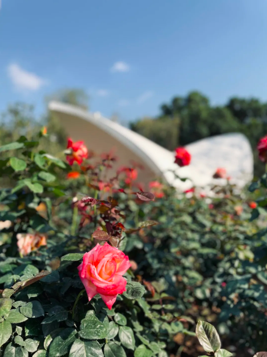 春暖花开团圆时！深圳这片月季花海等你元宵打卡~