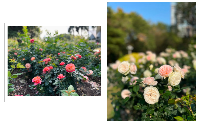 春暖花开团圆时！深圳这片月季花海等你元宵打卡~