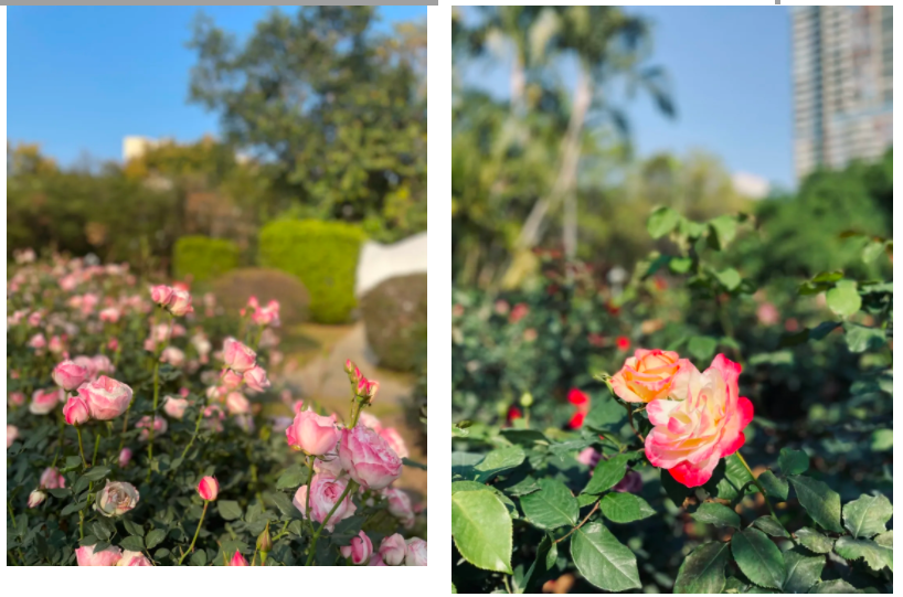 春暖花开团圆时！深圳这片月季花海等你元宵打卡~