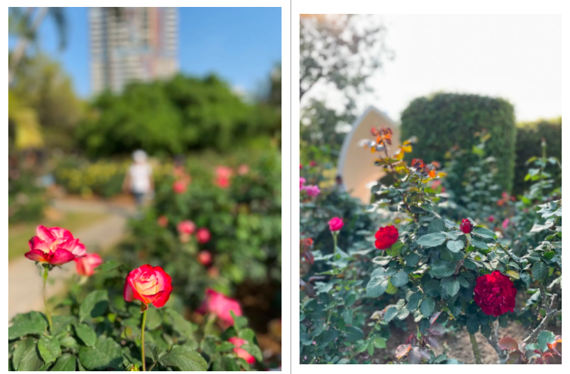 春暖花开团圆时！深圳这片月季花海等你元宵打卡~