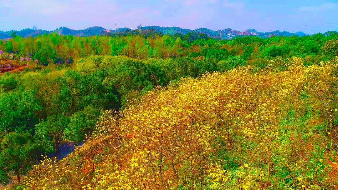 龙岗这片黄花风铃木花海惊艳绽放~