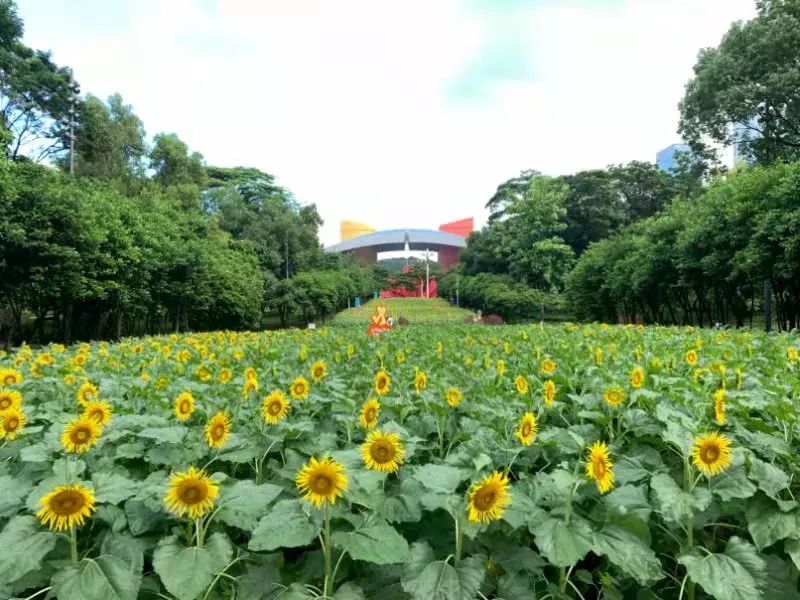 “市民花田” 向日葵花海回归，周末打卡走起~~