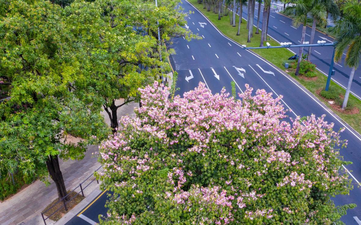 12月花历 | 慢赏晴花 细品鹏城