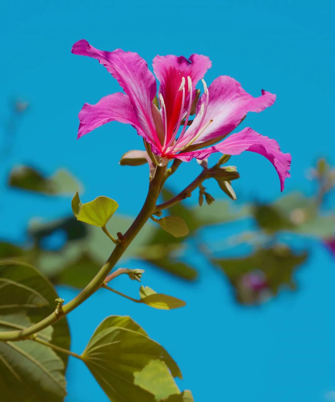 12月花历 | 慢赏晴花 细品鹏城