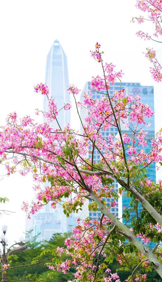 12月花历 | 慢赏晴花 细品鹏城