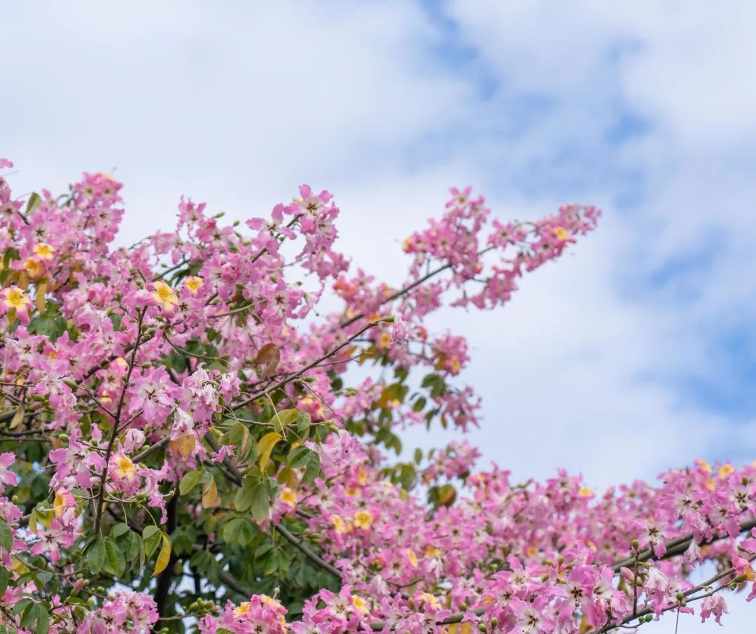 12月花历 | 慢赏晴花 细品鹏城