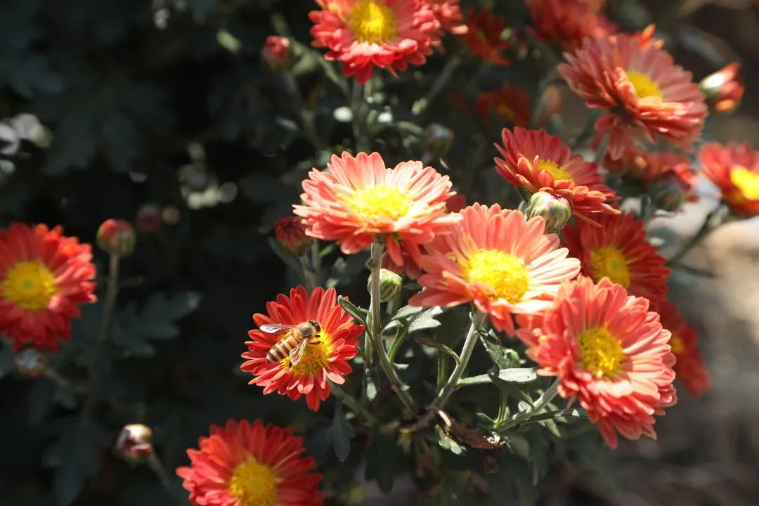 12月花历 | 慢赏晴花 细品鹏城