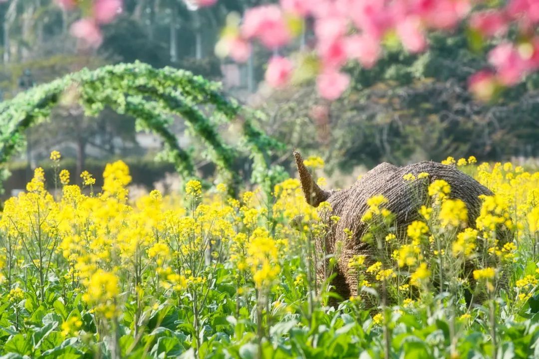 花已开，春正好