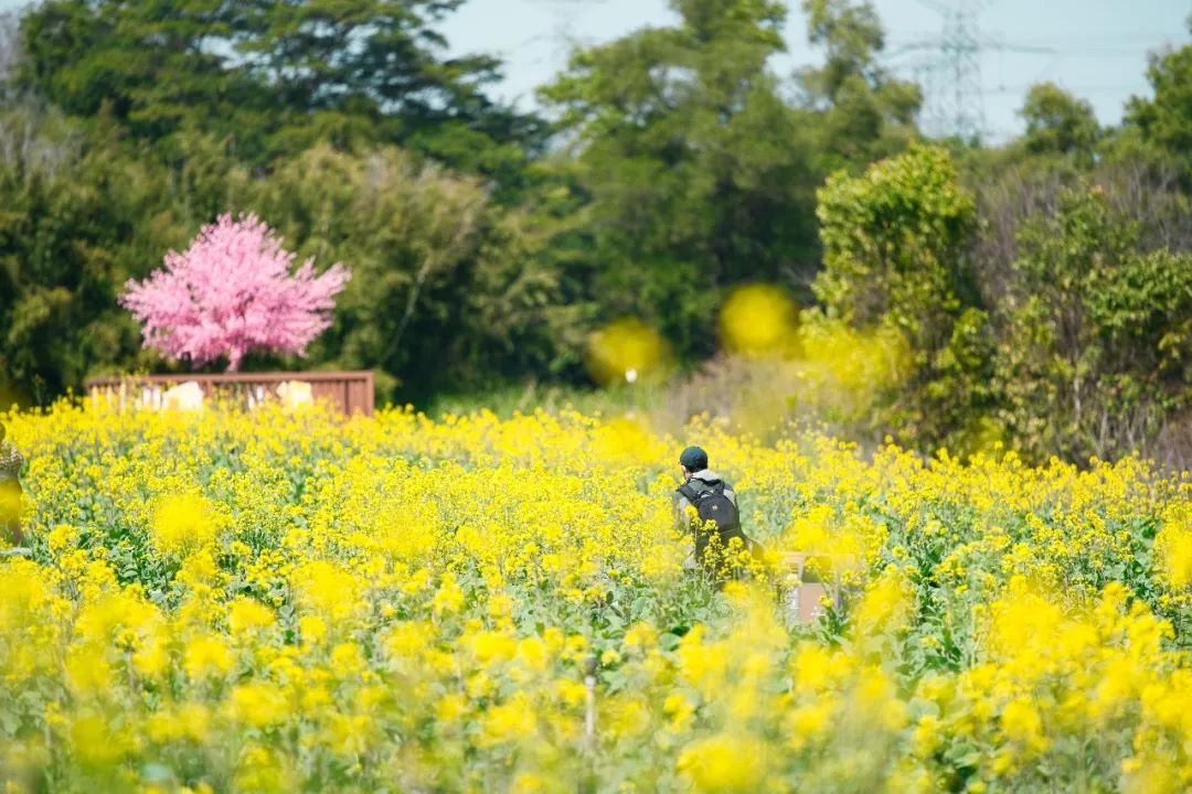 花已开，春正好