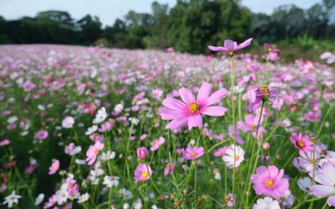 格桑花迎风盛开，版画村陷入了「粉色花海」！