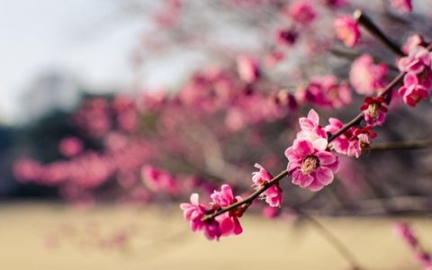 【深圳1月花历】朱缨茶花落羽杉，新年一起去游园！