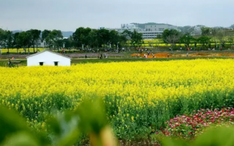 春节来这里，打卡中国最早开的油菜花花海~