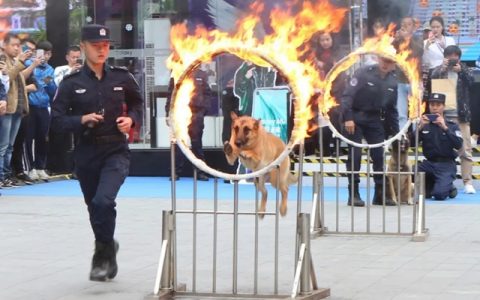 “重磅”装备亮相、警民互动、警犬表演... 深圳公安110宣传日来了！