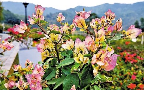 118种簕杜鹃“亮相”簕杜鹃谷公园，冬天赏花，走起！