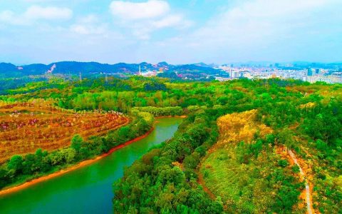 龙岗这片黄花风铃木花海惊艳绽放~