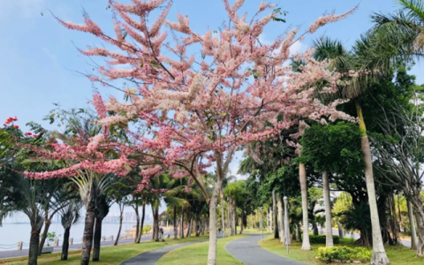 深圳四月花历！人间四月天，赴一场春日之约