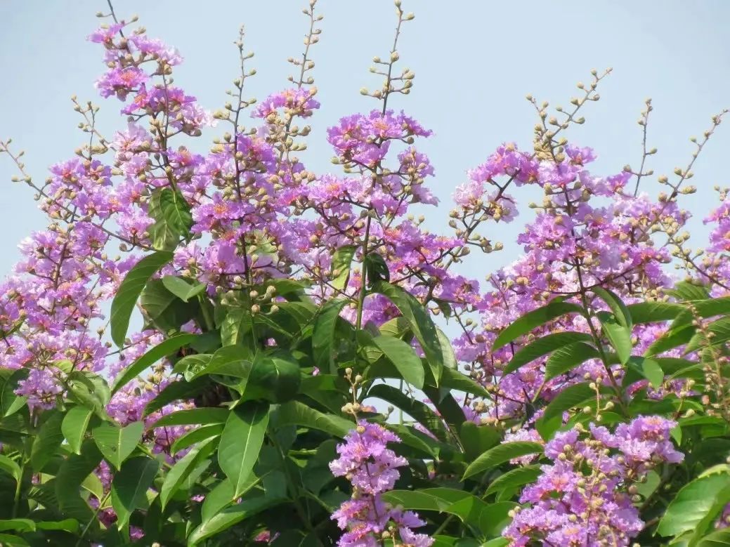 7月花历丨盛夏七月，夏花绚烂满鹏城