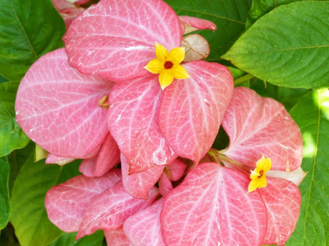 7月花历丨盛夏七月，夏花绚烂满鹏城