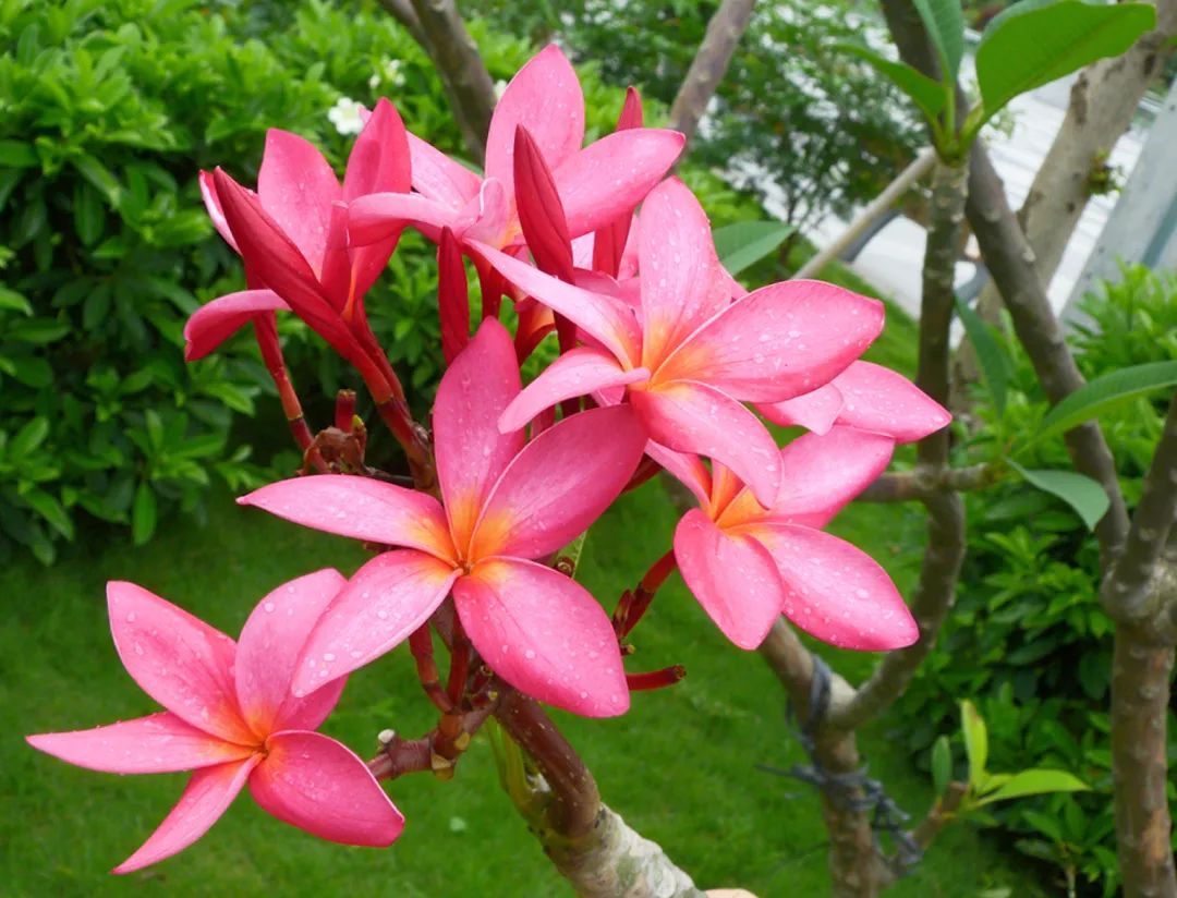 7月花历丨盛夏七月，夏花绚烂满鹏城