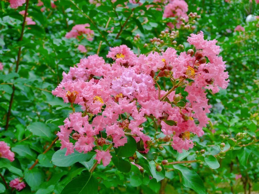 7月花历丨盛夏七月，夏花绚烂满鹏城