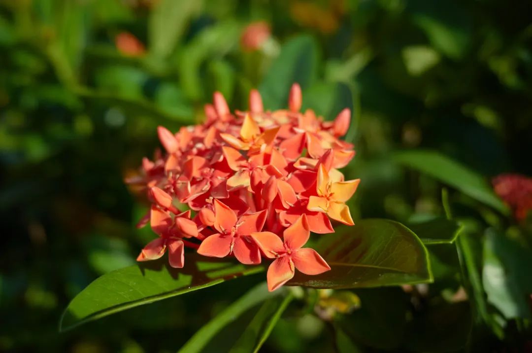 7月花历丨盛夏七月，夏花绚烂满鹏城