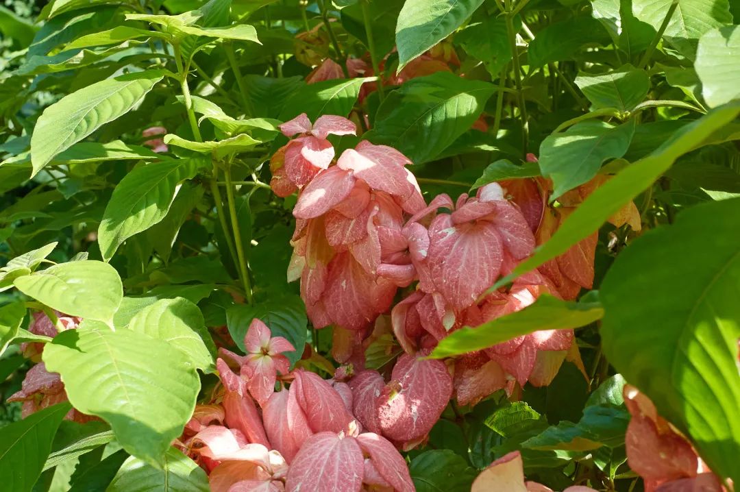 7月花历丨盛夏七月，夏花绚烂满鹏城