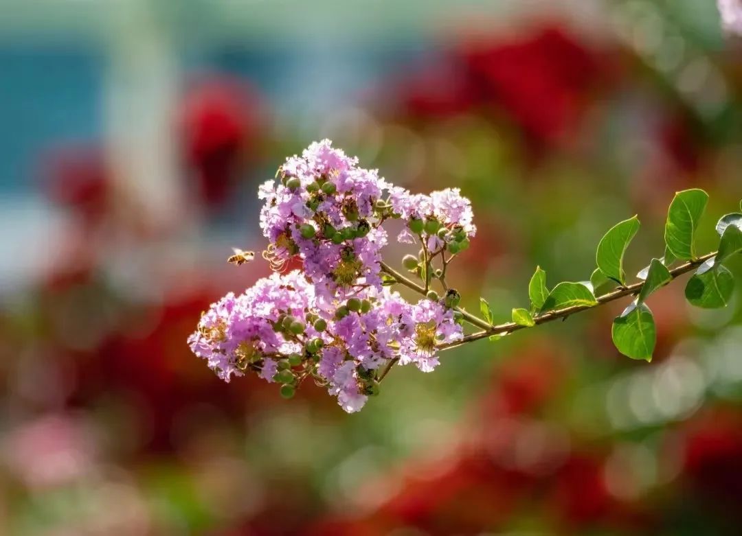 7月花历丨盛夏七月，夏花绚烂满鹏城