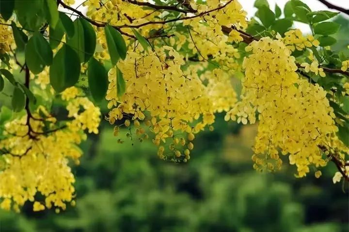 7月花历丨盛夏七月，夏花绚烂满鹏城