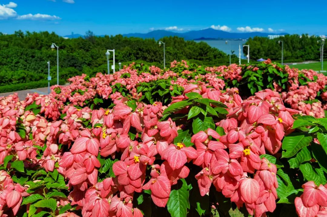 7月花历丨盛夏七月，夏花绚烂满鹏城