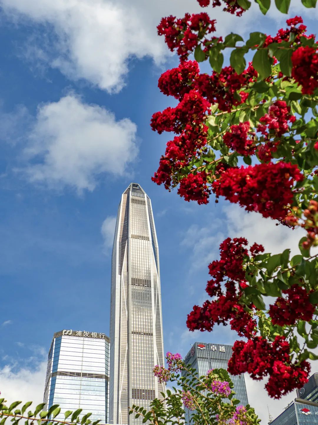 7月花历丨盛夏七月，夏花绚烂满鹏城