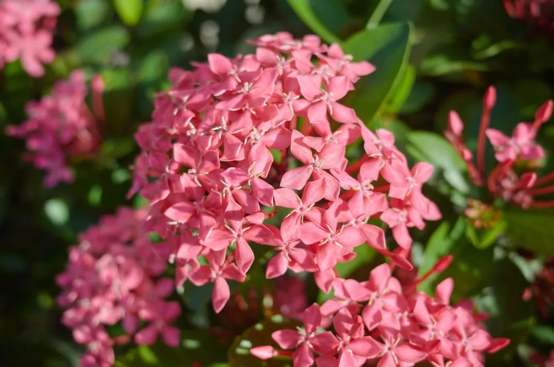 7月花历丨盛夏七月，夏花绚烂满鹏城