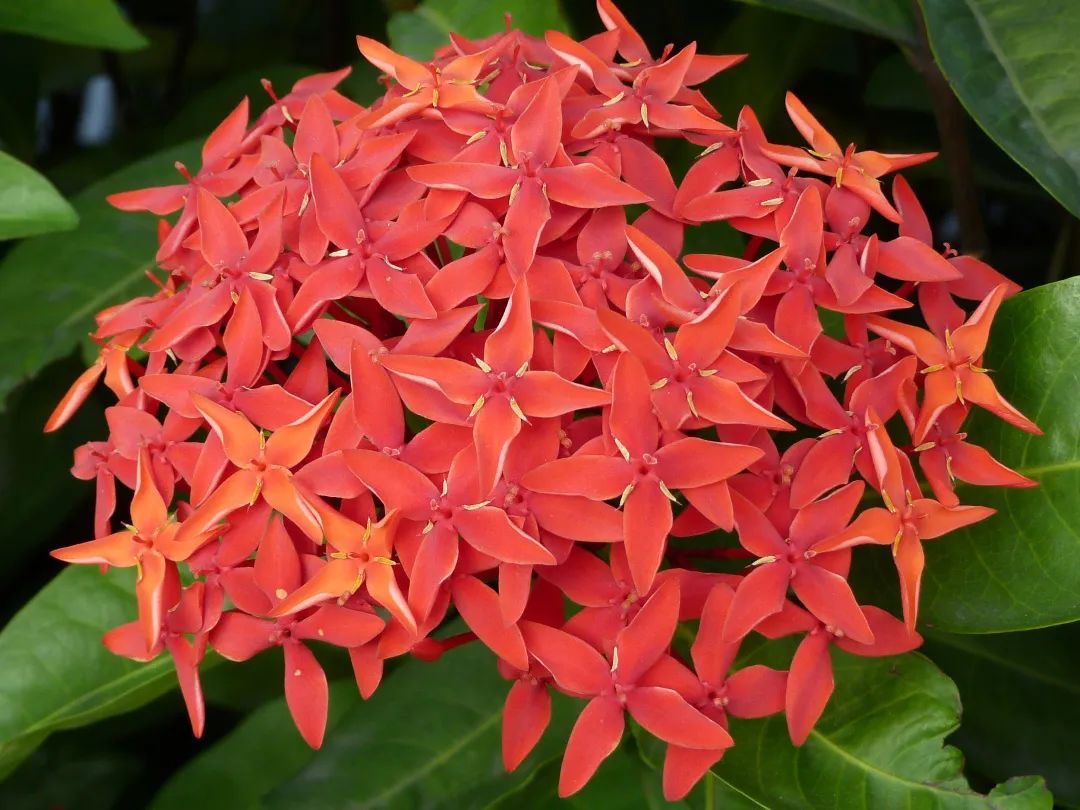 7月花历丨盛夏七月，夏花绚烂满鹏城