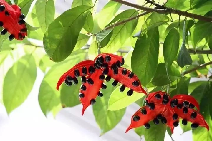 7月花历丨盛夏七月，夏花绚烂满鹏城