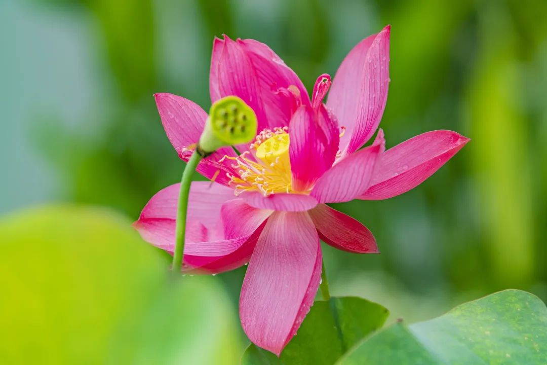 7月花历丨盛夏七月，夏花绚烂满鹏城