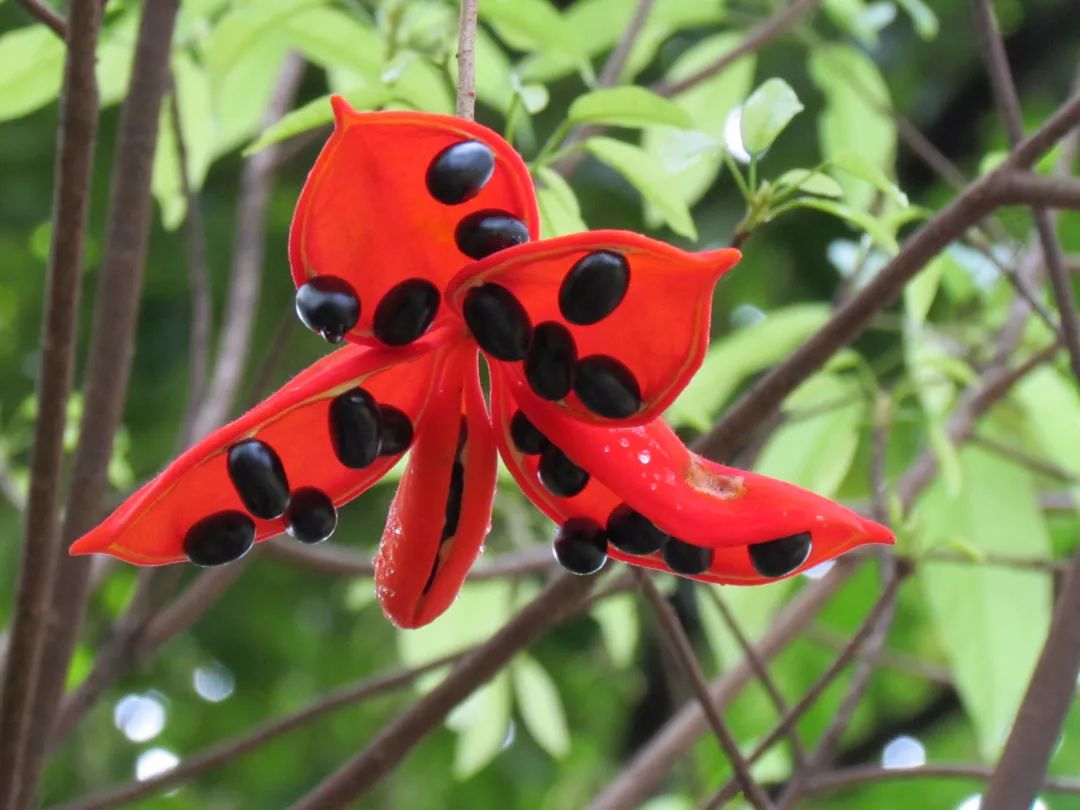 7月花历丨盛夏七月，夏花绚烂满鹏城