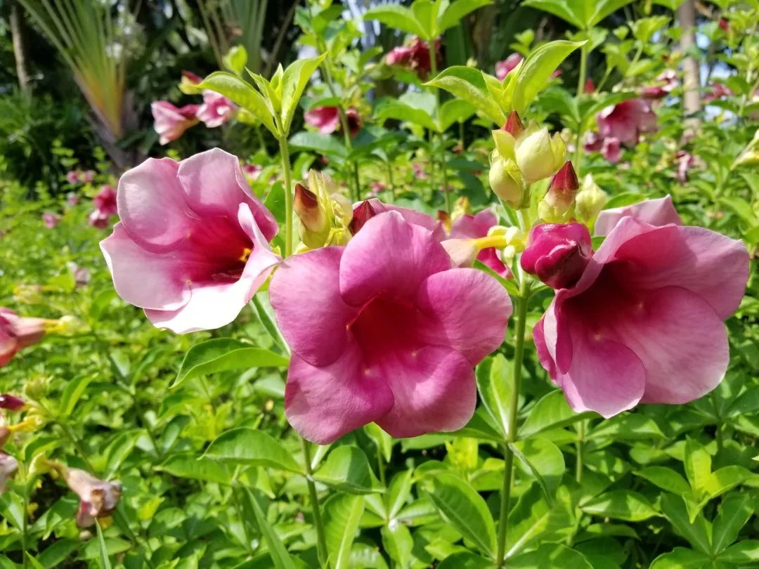 7月花历丨盛夏七月，夏花绚烂满鹏城