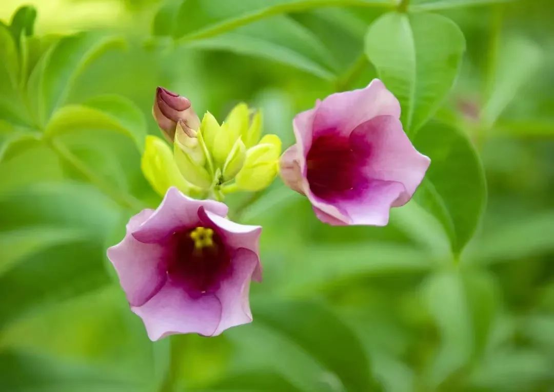 7月花历丨盛夏七月，夏花绚烂满鹏城